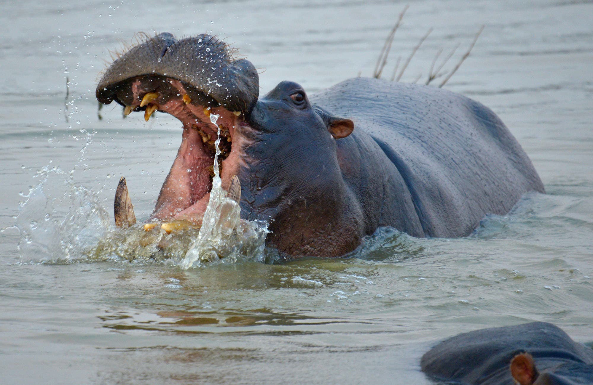 Zambezi Experience (10)